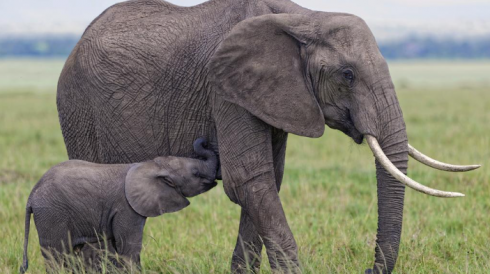 Turisti uccisi da un elefante durante un safari in Africa