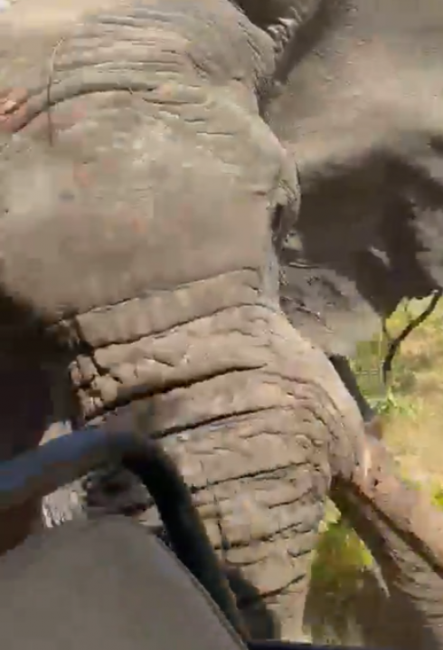 Safari cruento: elefante attacca i turisti e ne uccide uno – Video dallo Zambia