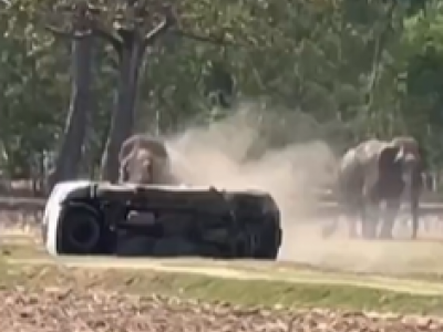 Elefante disturbato durante il sesso impazzisce e attacca violentemente &ndash; Il video