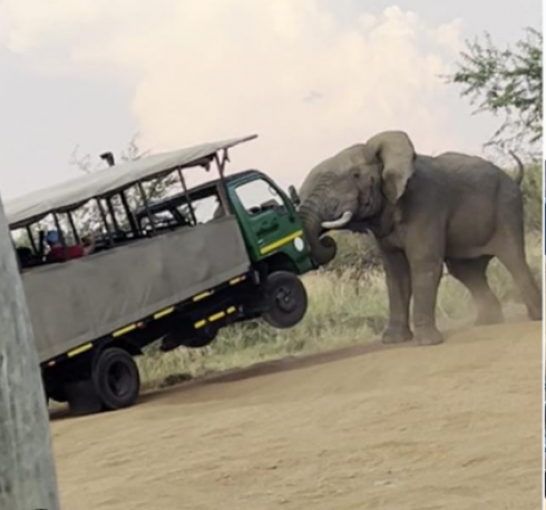Panico turistico: elefante attacca il bus safari – Il video