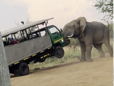 Panico turistico: elefante attacca il bus safari – Il video