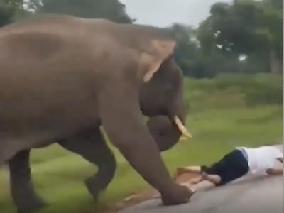 Selfie mania: turista scende dall'auto per fare una foto con l’elefante che lo attacca – Il video