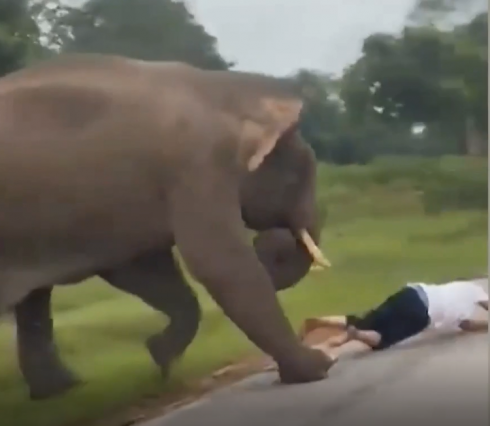 Selfie mania: turista scende dall'auto per fare una foto con l’elefante che lo attacca – Il video