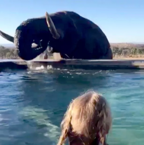 L’elefante ha una gran sete e si unisce ai sbalorditi turisti che erano in piscina ma solo per berne l’acqua - Il video