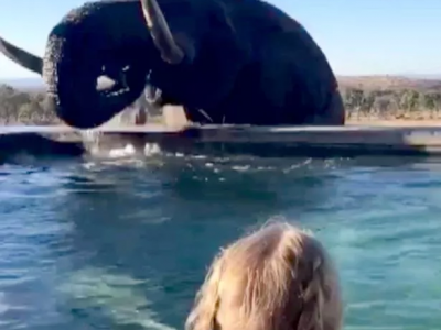 L’elefante ha una gran sete e si unisce ai sbalorditi turisti che erano in piscina ma solo per berne l’acqua - Il video
