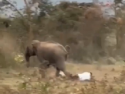 Madre e figlia uccise in un attacco di elefante ad Angul nello stato di Odisha in India mentre un uomo in un altro attacco resta ferito