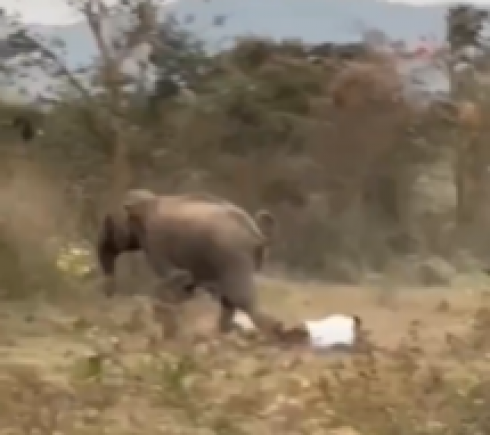 Madre e figlia uccise in un attacco di elefante ad Angul nello stato di Odisha in India mentre un uomo in un altro attacco resta ferito