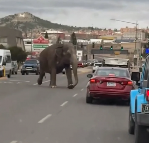 Elefante in fuga in città tra le auto negli Stati Uniti. Caos ma nessun ferito – Il video