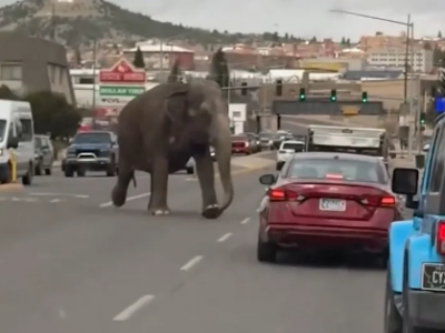 Elefante in fuga in città tra le auto negli Stati Uniti. Caos ma nessun ferito – Il video