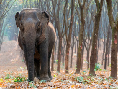 Un elefante uccide una donna e torna a calpestare il suo corpo durante il suo funerale