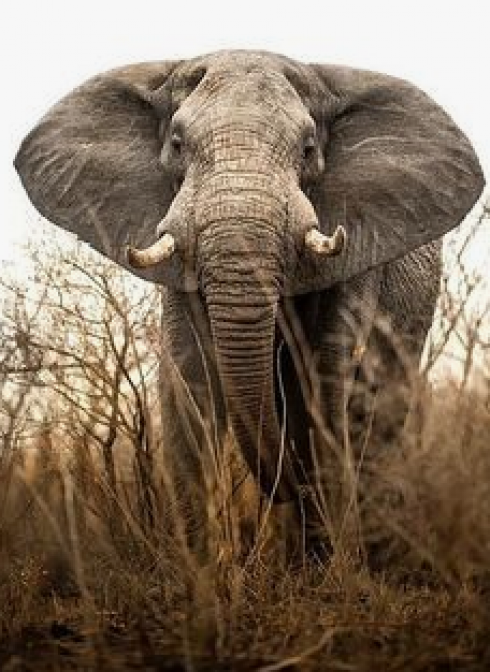 Sudafrica, elefante attacca un bracconiere e lo uccide.