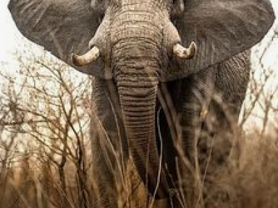 Sudafrica, elefante attacca un bracconiere e lo uccide.