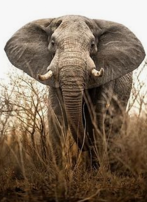 Namibia: elefante uccide un turista
