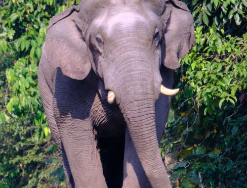 Un turista calpestato a morte da un elefante in Thailandia