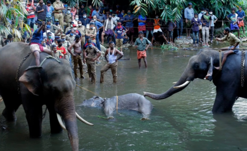 Elefante muore dopo aver mangiato ananas riempita di petardi.