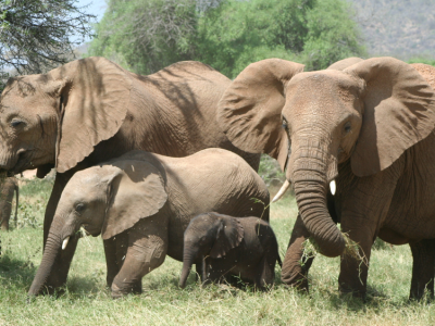 Un milionario americano appassionato di caccia &egrave; morto calpestato dagli elefanti durante una spedizione