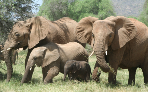 Un milionario americano appassionato di caccia &egrave; morto calpestato dagli elefanti durante una spedizione