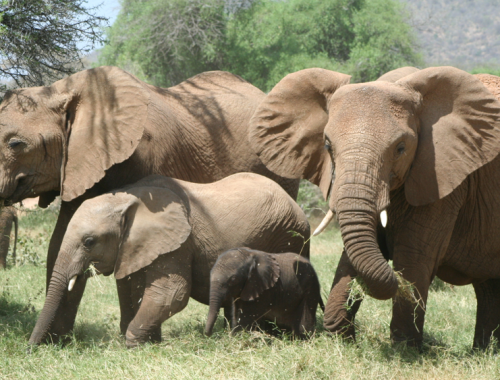Un milionario americano appassionato di caccia &egrave; morto calpestato dagli elefanti durante una spedizione