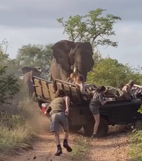 Paura al safari, un branco di elefanti attaccano i veicoli pieni di turisti: il video 