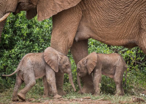 'Miracolo' alla Riserva Nazionale di Samburu in Kenya: nati 2 gemelli di elefante – VIDEO