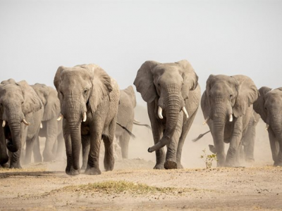 Sud Africa, soldato muore schiacciato da una mandria di elefanti 