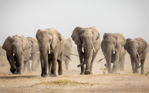 Sud Africa, soldato muore schiacciato da una mandria di elefanti 