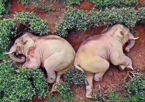 Bizzarro momento in cui due elefanti "ubriachi" collassano dopo aver fatto irruzione nel villaggio e bevuto 30 litri di vino - VIDEO