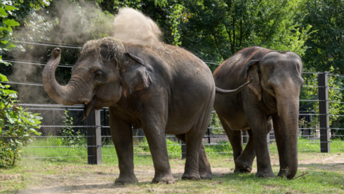 Cane in fuga abbaia allo zoo di Saint Louis e elefantina muore improvvisamente per la paura
