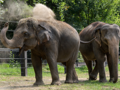 Cane in fuga abbaia allo zoo di Saint Louis e elefantina muore improvvisamente per la paura