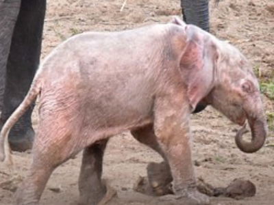 L'elefantino rosa con gli occhi azzurri è stato filmato mentre giocava per la prima volta!