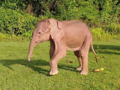 Raro elefante bianco nato in Birmania