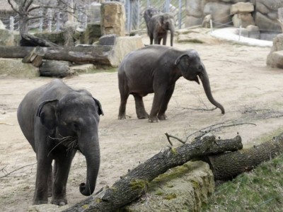 elefanti zoo di praga