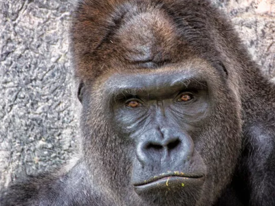 "Dio l'aiuti": guardiani dello zoo intrappolati nel recinto dei gorilla nello zoo degli Stati Uniti – Il video virale