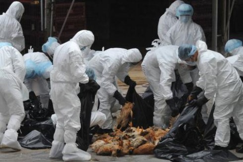 epidemia mercato poillame epidemia mercato poillame