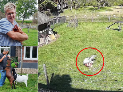 Gli eroici animali della fattoria salvano l'amico pollo dall’attacco predatorio del falco - IL VIDEO - 
