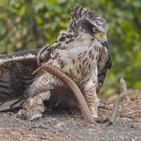 Da predatore a preda è un passo: falco cattura serpente che si avvinghia e lo stringe fin quasi a soffocarlo.