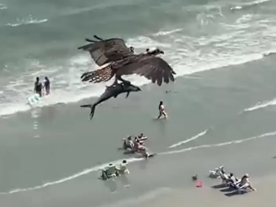 Nel video amatoriale falco pescatore sorvola la spiaggia con un pesce di grossa taglia.