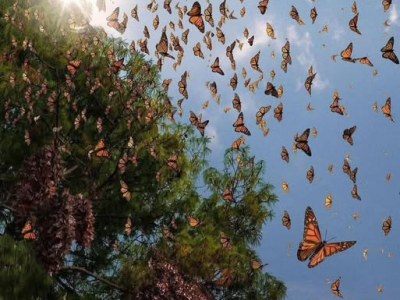 Un'ondata di farfalle migratrici sorprendono l&rsquo;Italia svolazzando nelle campagne, nei giardini e anche nelle aree urbane