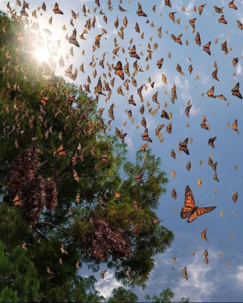 Un'ondata di farfalle migratrici sorprendono l’Italia svolazzando nelle campagne, nei giardini e anche nelle aree urbane