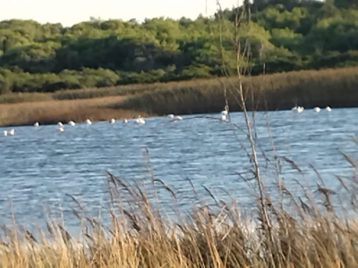 Fenicotteri nell'Oasi WWF Le Cesine: subito una grande area marina protetta in questa parte di Basso Adriatico