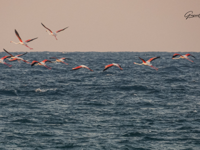 Il volo radente dei fenicotteri rosa sul mare del Salento