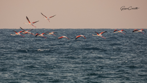 Il volo radente dei fenicotteri rosa sul mare del Salento