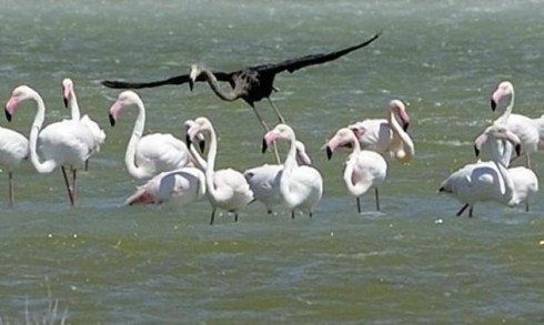 Salento: i fenicotteri tornano nella Salina - VIDEO