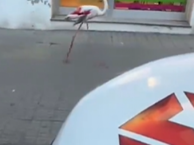 Sorpresa a Cagliari, un fenicottero rosa passeggia fra lo stupore dei passanti in via Palestrina