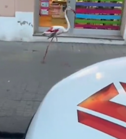 Sorpresa a Cagliari, un fenicottero rosa passeggia fra lo stupore dei passanti in via Palestrina