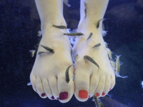 fisch pedicure fisch pedicure