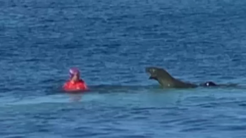 Video: donna attaccata da una foca alle Hawaii.