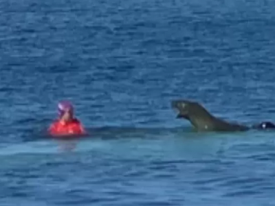 Video: donna attaccata da una foca alle Hawaii.