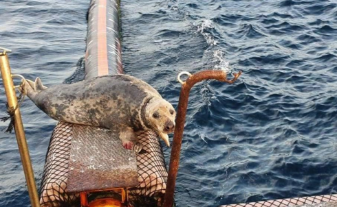 Una foca grigia del Nord Atlantico appare nelle acque di Altea in Spagna: clamoroso avvistamento - IL VIDEO