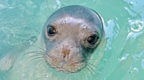 La foca Kostis, mascotte di una piccola isola greca, è stata uccisa con un arpione